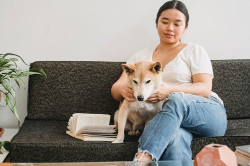 善良的亚裔女子，抚摸着可爱的柴犬在沙发上的书 · 免费素材图片