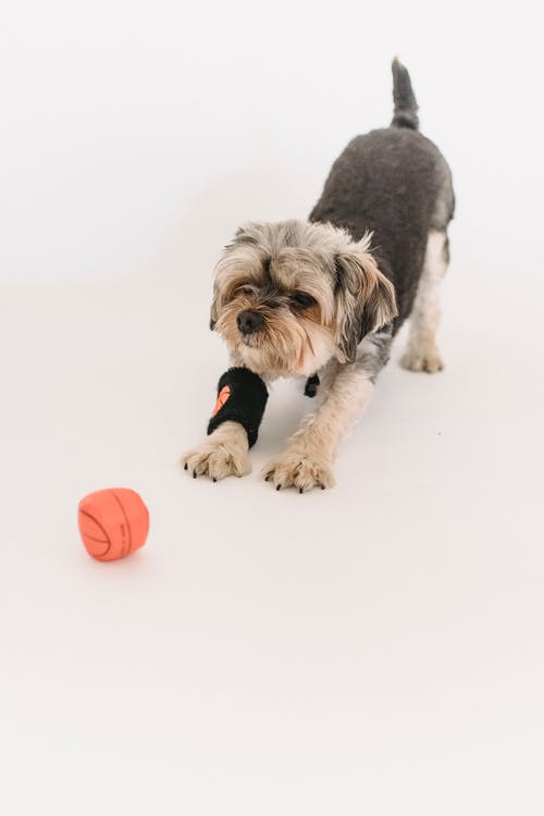 小纯种约克夏犬玩球 · 免费素材图片