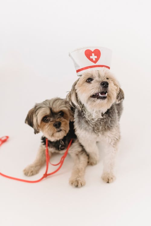 小有趣的约克夏狗与护士帽和听诊器 · 免费素材图片