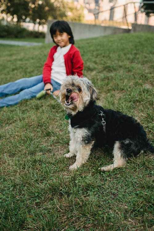 顽皮的狗与亚洲男孩在草坪上休息 · 免费素材图片