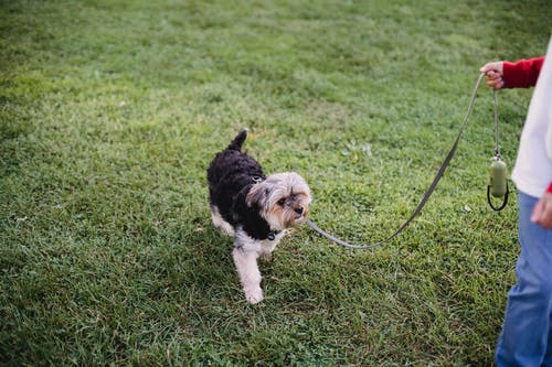 作物十几岁的男孩和可爱的约克夏犬在公园散步 · 免费素材图片