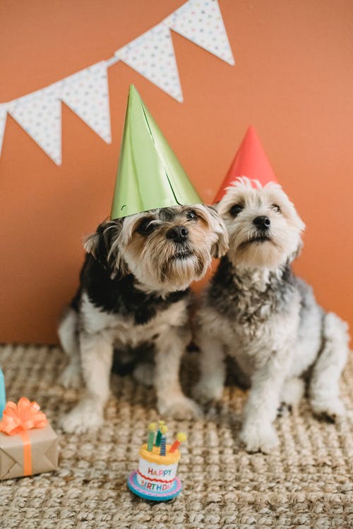 蓬松的狗在生日聚会上的锥形杯 · 免费素材图片