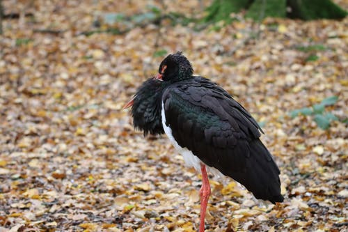 有关侧面图, 户外, 机翼的免费素材图片