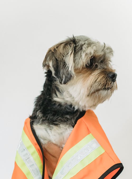 可爱的狗在灯光工作室穿着服装 · 免费素材图片