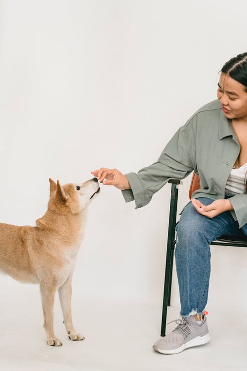 年轻的亚裔女子，喂养可爱有趣的纯种柴犬 · 免费素材图片