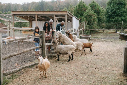 民族家庭向农田牲畜提供食物 · 免费素材图片