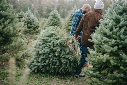 黑人父亲和儿子在圣诞节携带茂盛的常绿树 · 免费素材图片