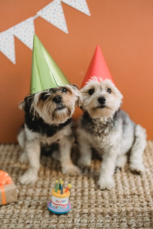 可爱的蓬松狗在锥帽在生日庆祝活动 · 免费素材图片