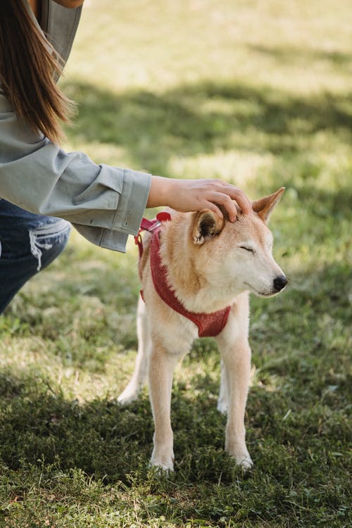 女人在新鲜的绿草上抚摸柴犬 · 免费素材图片