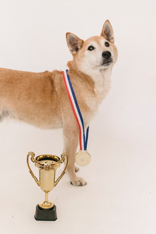 好奇纯种柴犬，金质奖杯和奖牌 · 免费素材图片