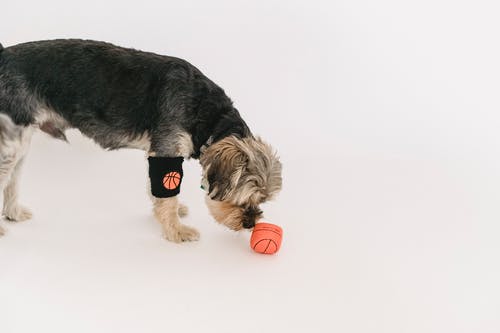 纯种好奇聪明的约克夏犬玩球 · 免费素材图片
