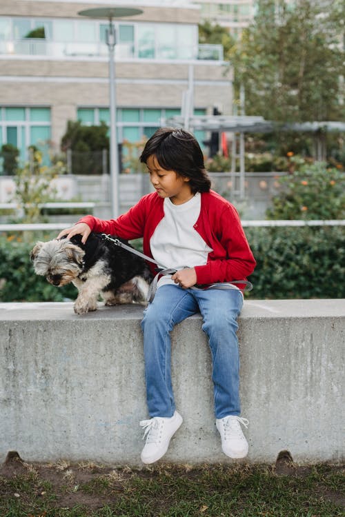 种族男孩在城里的混凝土栅栏上抚摸约克夏犬 · 免费素材图片