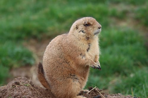 有关侧面图, 动物, 哺乳动物的免费素材图片