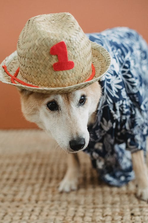 可爱的狗在地毯上的帽子 · 免费素材图片