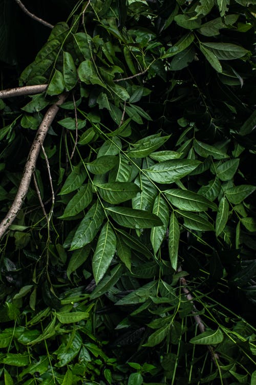 有关充满活力, 光, 分公司的免费素材图片