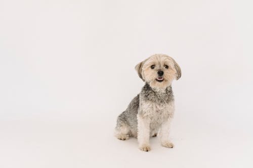 可爱蓬松的小狗，白色背景 · 免费素材图片