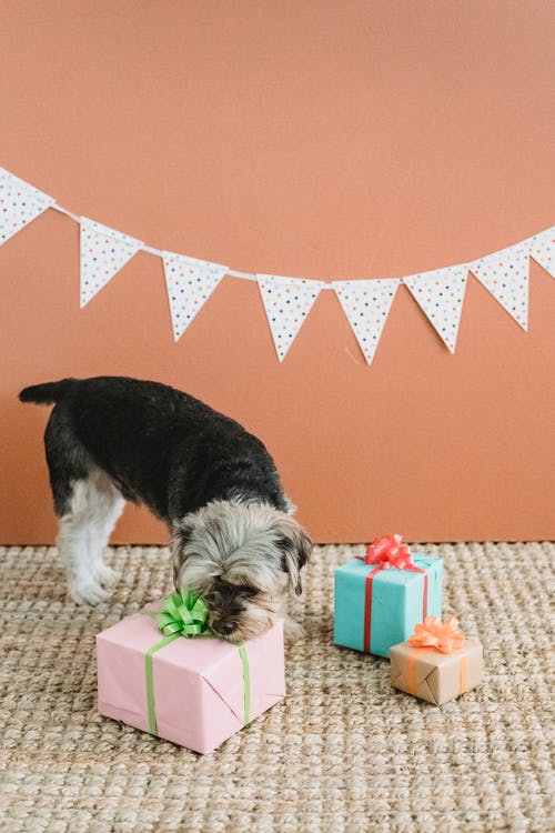 好奇的小狗闻到礼品盒 · 免费素材图片