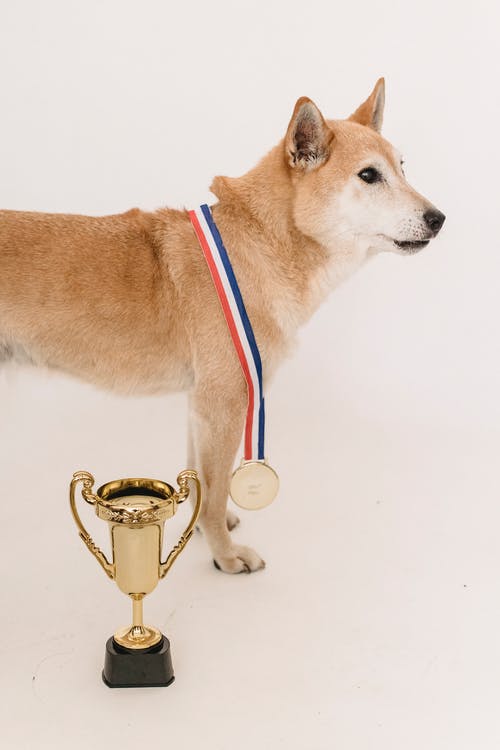 可爱的听话柴犬与奖牌和金色奖杯 · 免费素材图片