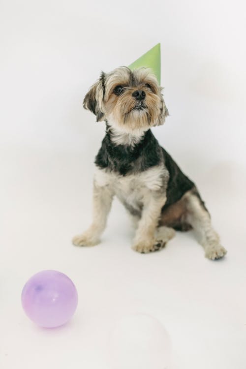 派对帽的可爱约克夏犬 · 免费素材图片