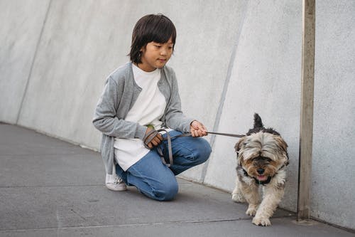 小狗在皮带上的小男孩 · 免费素材图片
