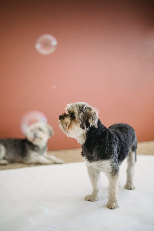 可爱的约克夏犬在明亮的房间里看着肥皂泡 · 免费素材图片