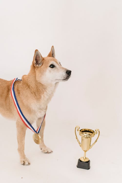 带有冠军奖杯和奖牌的好奇柴犬 · 免费素材图片