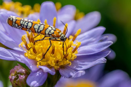 有关mine蛾, tatarinows翠菊花, 动物的免费素材图片