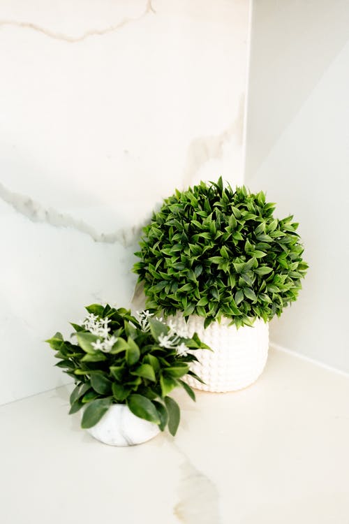 大理石表面上的绿色盆栽茉莉花和黄杨雀 · 免费素材图片