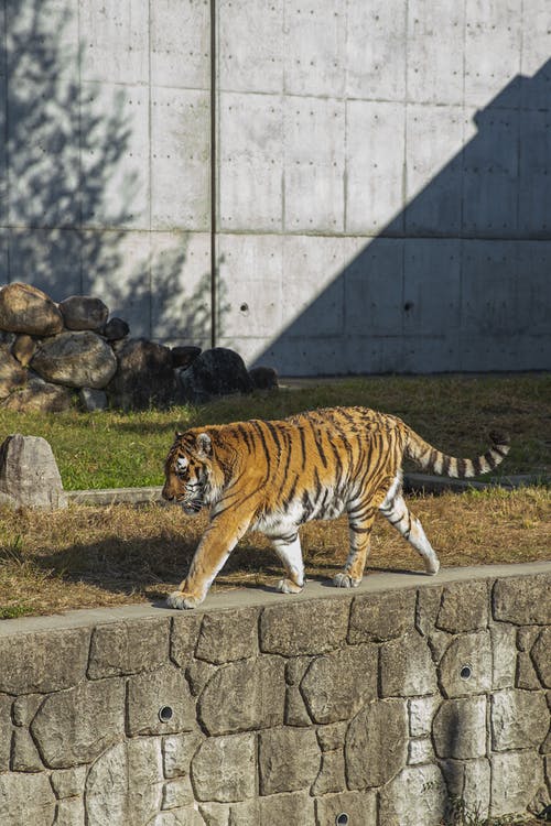 老虎在保护公园的石路上行走 · 免费素材图片