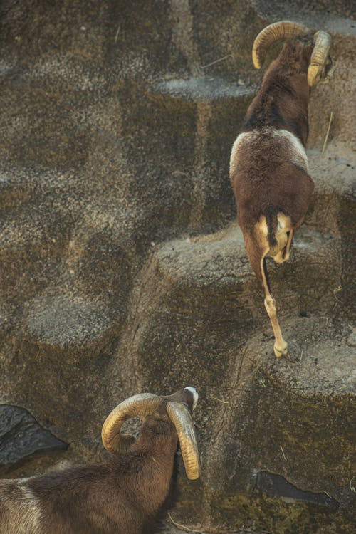 棕色的山羊山羊爬上石质山 · 免费素材图片