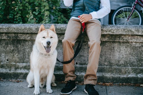 灰色长袖衬衫和棕色的裤子，站在棕色和白色的狗旁边的人 · 免费素材图片