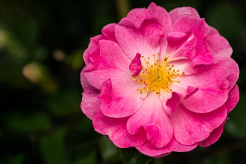 有关公園, 分公司, 味道的免费素材图片