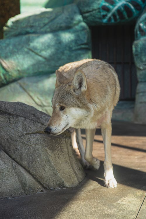 狼在动物园里的石质小径上行走 · 免费素材图片