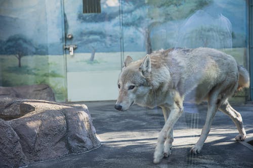 走在玻璃动物园围栏中的小狼 · 免费素材图片