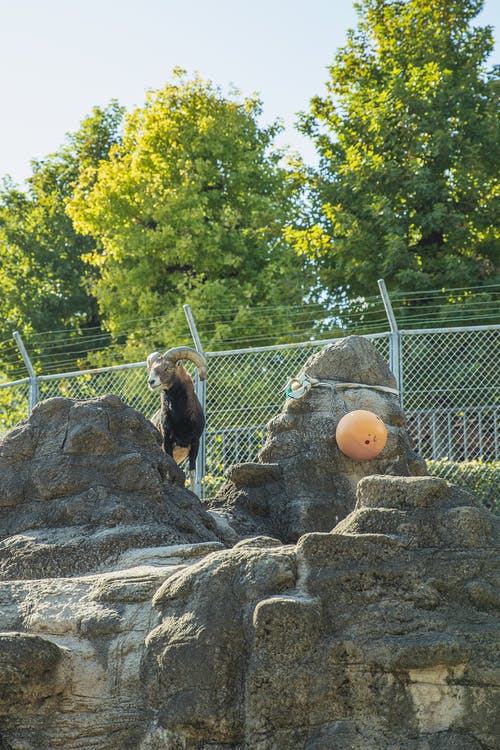 站立在岩石小山顶上的逗人喜爱的高地山羊在动物园里 · 免费素材图片