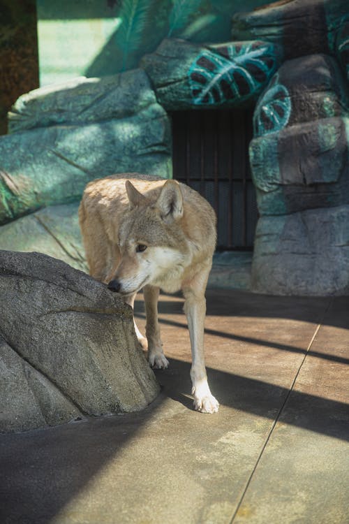细心的狼在动物园里的石路上行走 · 免费素材图片