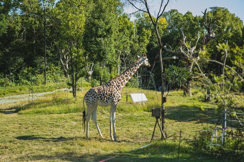 长颈鹿站在阳光明媚的翠绿的圣所 · 免费素材图片