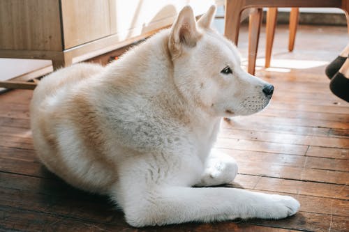 躺在棕色木地板上的白色和棕色短涂的狗 · 免费素材图片