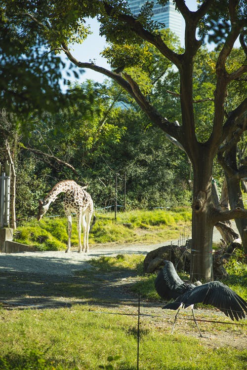 长颈鹿在阳光明媚的国家公园散步，捏草 · 免费素材图片
