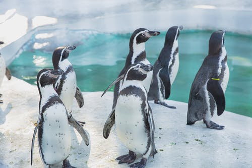 可爱的企鹅在水附近聚集的殖民地 · 免费素材图片