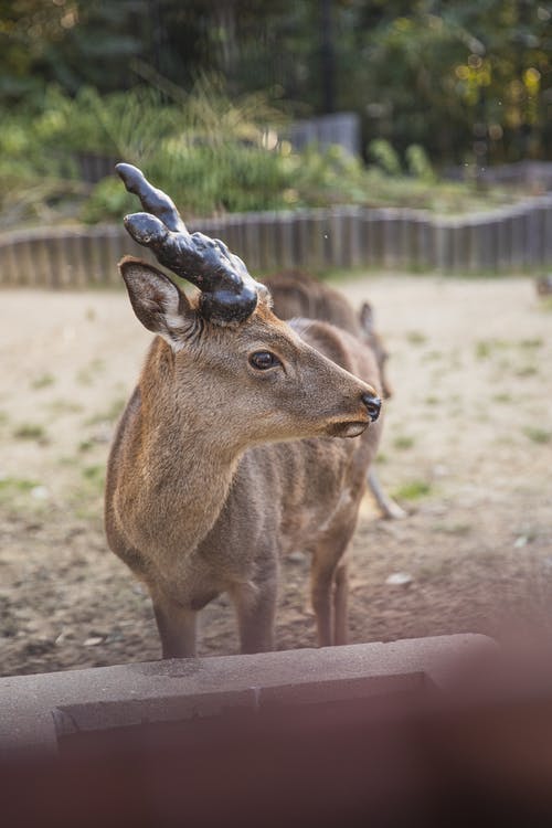 有关re, 乾的, 偶蹄目的免费素材图片