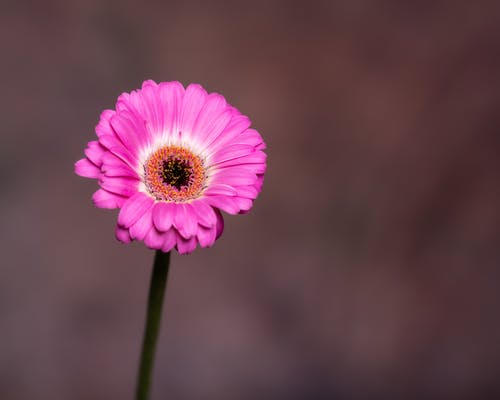 有关味道, 天性, 工厂的免费素材图片
