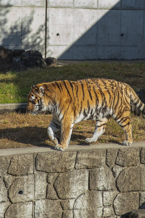 老虎在通路动物园围栏上行走 · 免费素材图片
