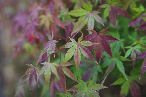 有关acer palmatum, 下落, 充满活力的免费素材图片