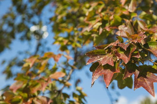 红色和绿色的树的新鲜叶子 · 免费素材图片