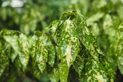 有关公园, 场景, 增长的免费素材图片