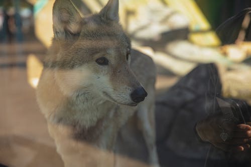 灰太狼站在动物园里的玻璃围墙 · 免费素材图片