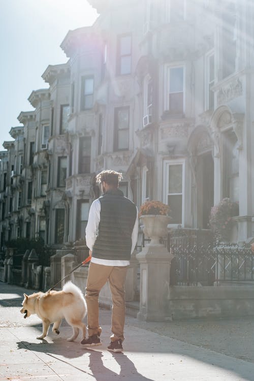 灰色和白色的条纹衬衫，站在棕色的短涂层狗旁边的人 · 免费素材图片