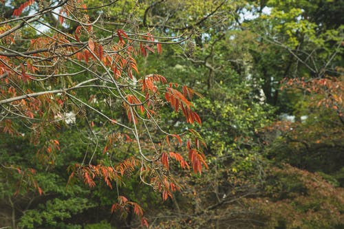 秋天的叶子在树的干燥树枝上 · 免费素材图片