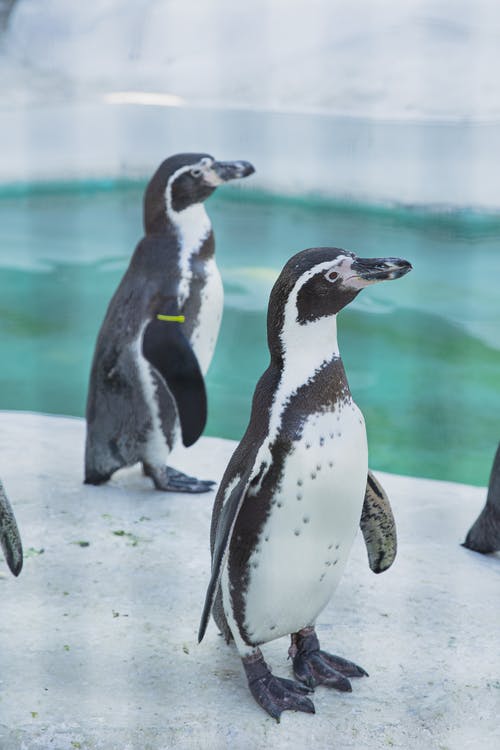 可爱的企鹅站在冰上冷水附近 · 免费素材图片